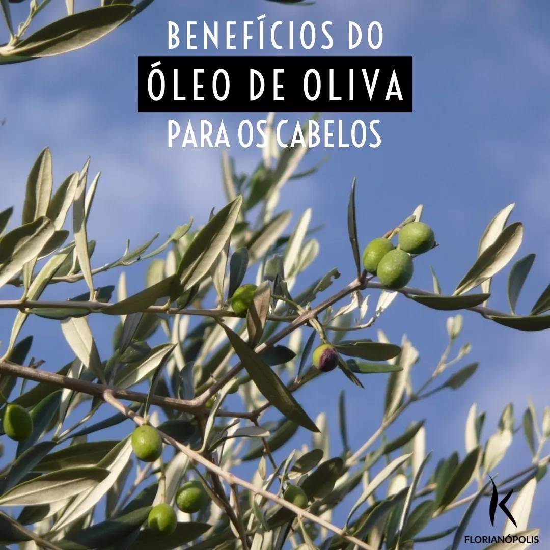 Benefícios do óleo de oliva para os cabelos